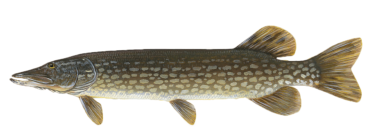 brochet