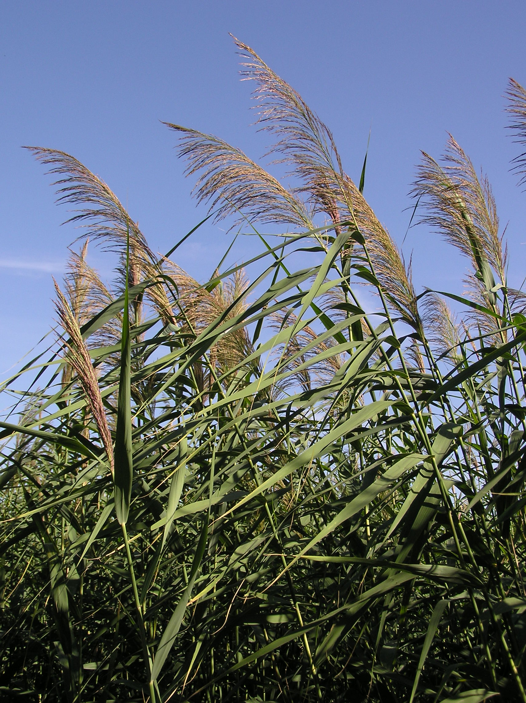 phragmites