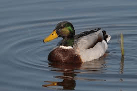 canard colvert